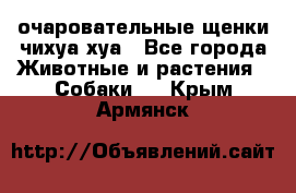 очаровательные щенки чихуа-хуа - Все города Животные и растения » Собаки   . Крым,Армянск